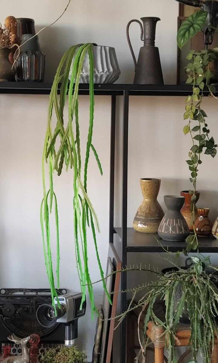 אדנית קרמיקה מחורצת